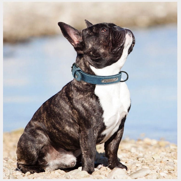 Comfort-First Custom Leather Dog Collar